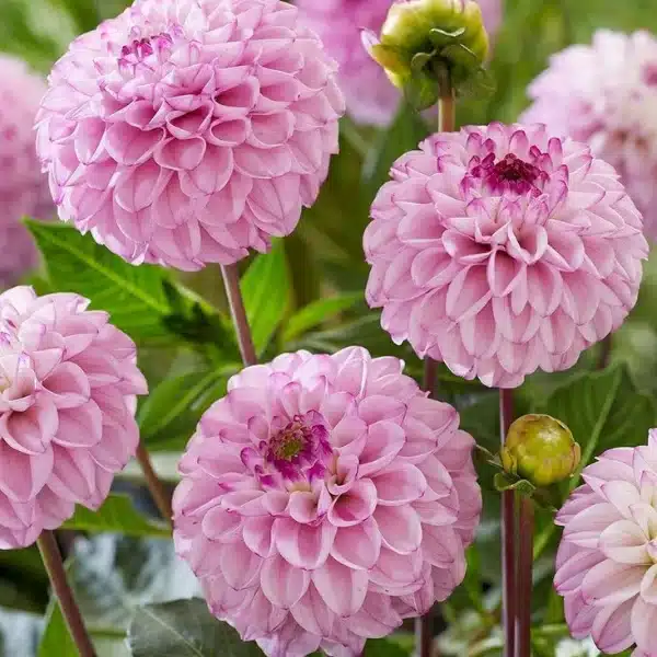 Dahlia on sale